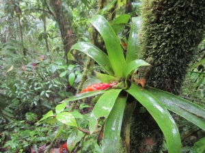 Mistico Arenal NP 10 